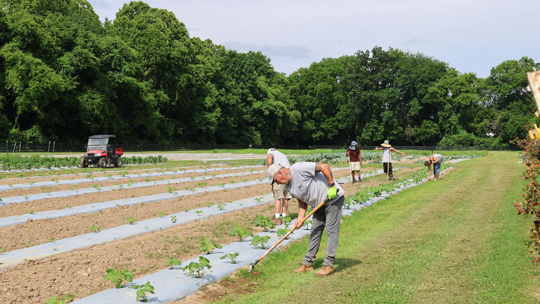 Farmers working on a row of crops